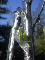 fruehling42 eispanzer